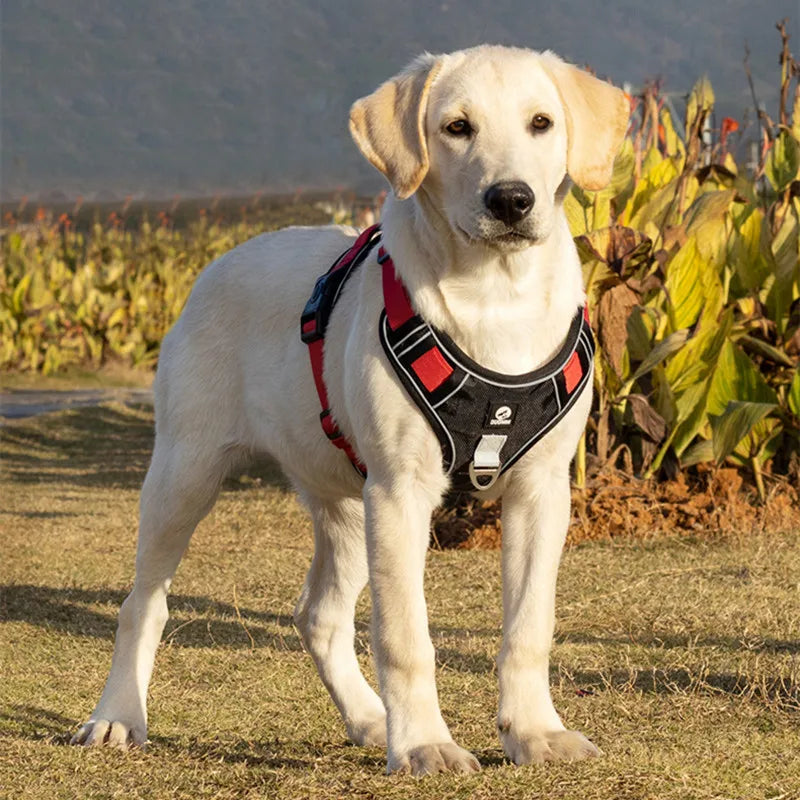 IllumiVest Dog Harness Blue